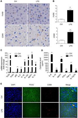 A Novel Function of Mitochondrial Phosphoenolpyruvate Carboxykinase as a Regulator of Inflammatory Response in Kupffer Cells